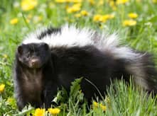 skunk removal company massachusetts and rhode island