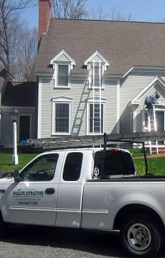 removing-squirrel in quincy, ma