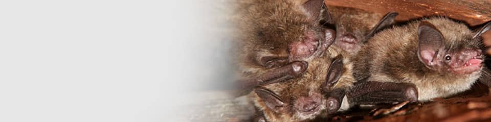 cape cod, ma brocton and woonsocket bat removal company