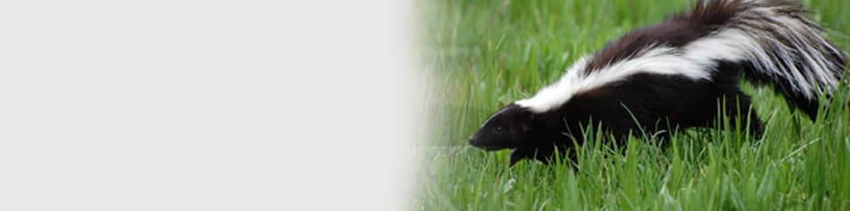 south shore and cape cod skunk removal service in massachusetts