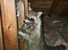 raccoon removal in MA and RI