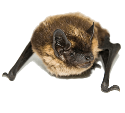 bat removal service in massachusetts