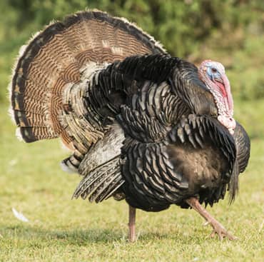 Turkey removal south shore, Massachusetts